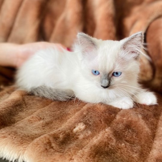 Muse cat lost 17 jan